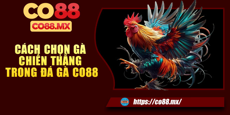 Cách chọn gà chiến thắng trong đá gà CO88