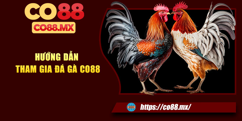 Hướng dẫn tham gia trải nghiệm đá gà CO88