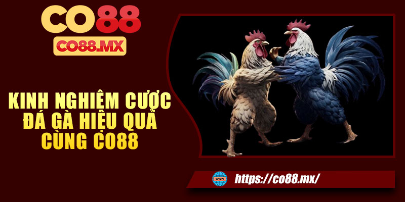Kinh nghiệm cược đá gà hiệu quả cùng CO88